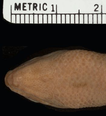 Media type: image;   Herpetology R-44167